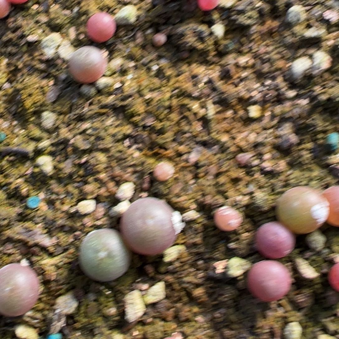 13-29量拍好眼小苗一颗