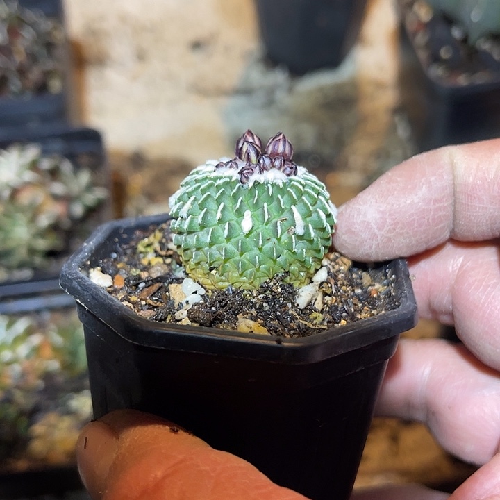 满38包邮2天凑单，脱土晾根发货多肉植物自根精巧殿刺缀