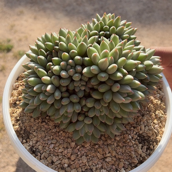 岩字群生无砍多头