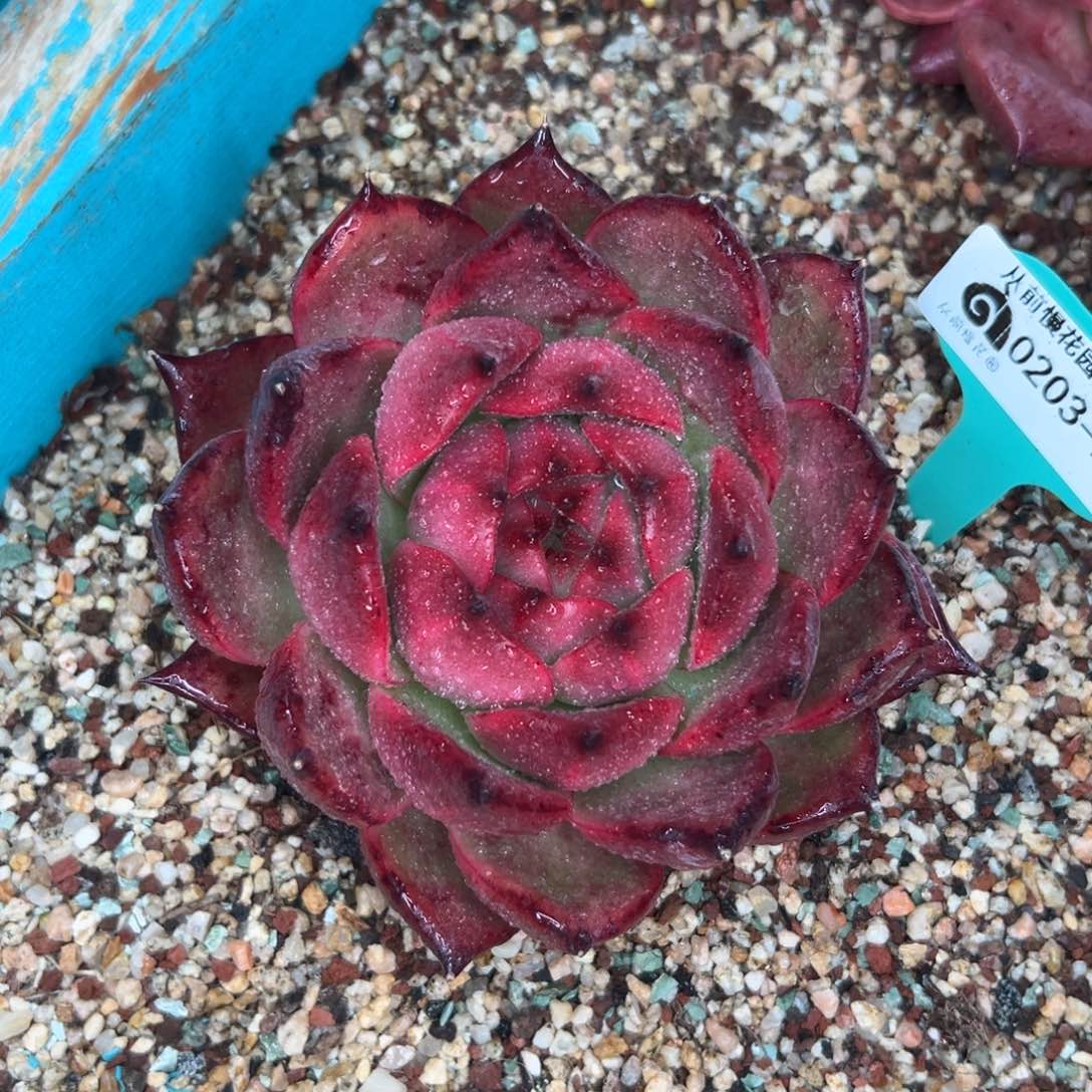 多肉一物一拍0203-288