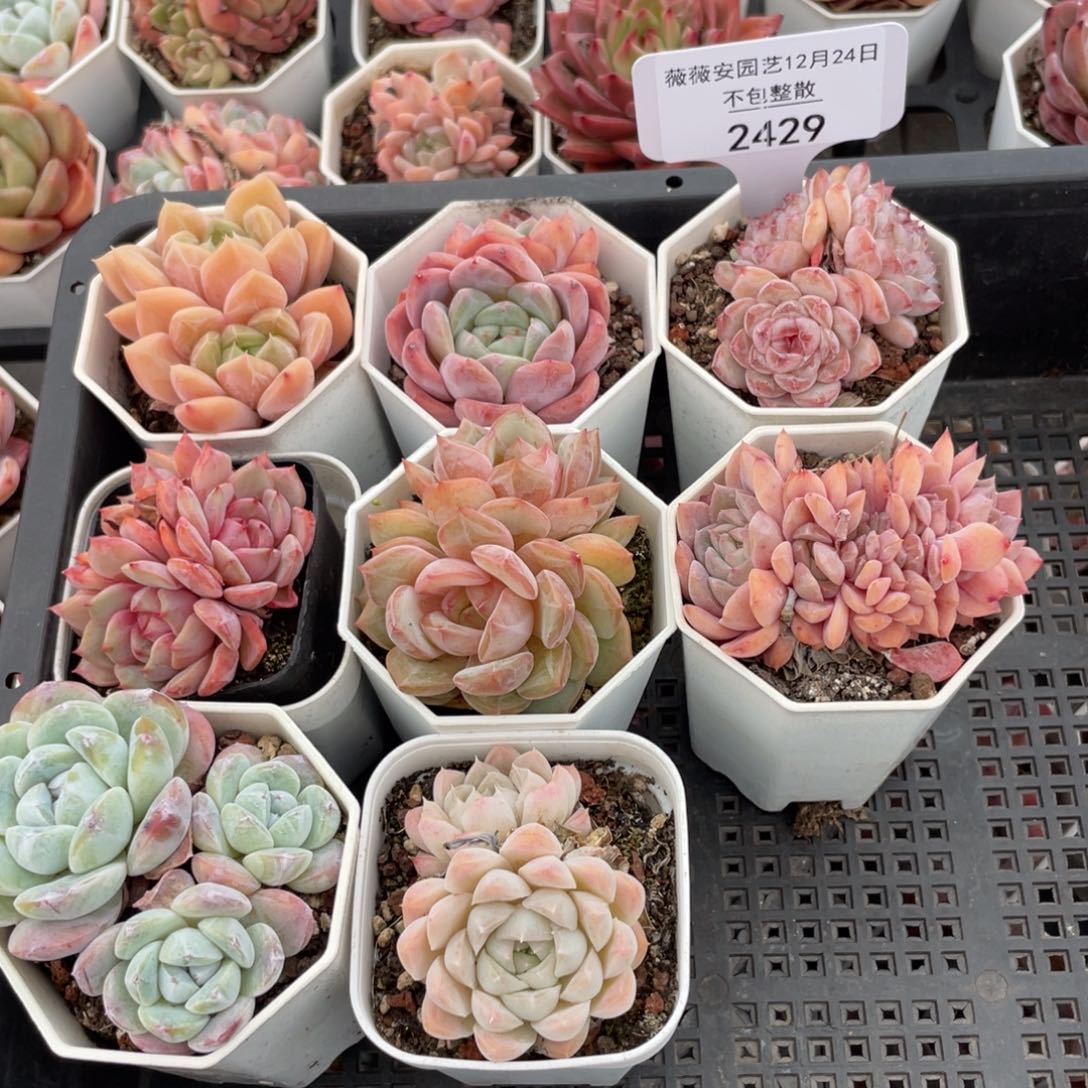 不包整散 盆子不售后2429