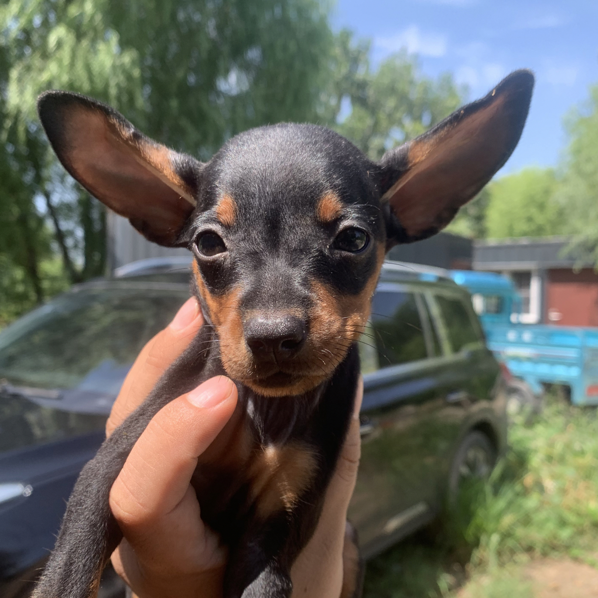 小型犬迷你犬幼犬狗笼适合小鹿犬阿拉斯加宠物使用