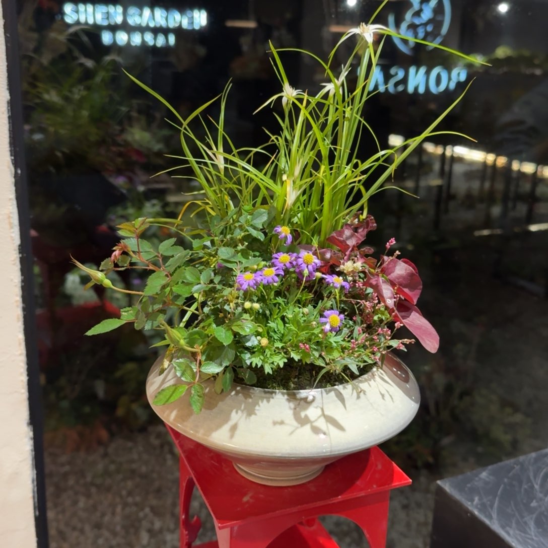 全部花朵山野草手作盆