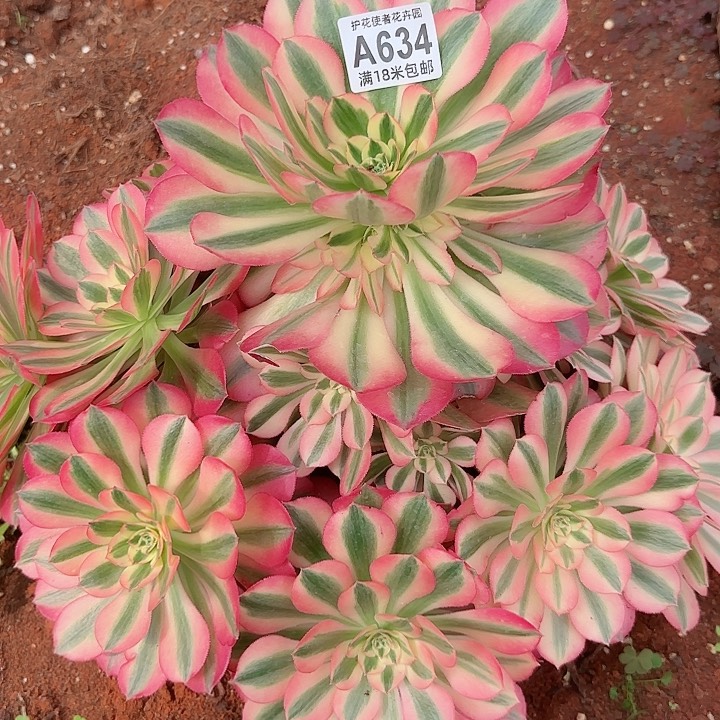 多肉法师女巫朵朵