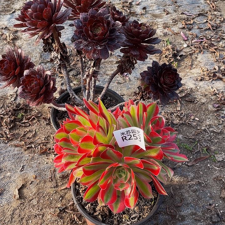 253多肉植物的生长