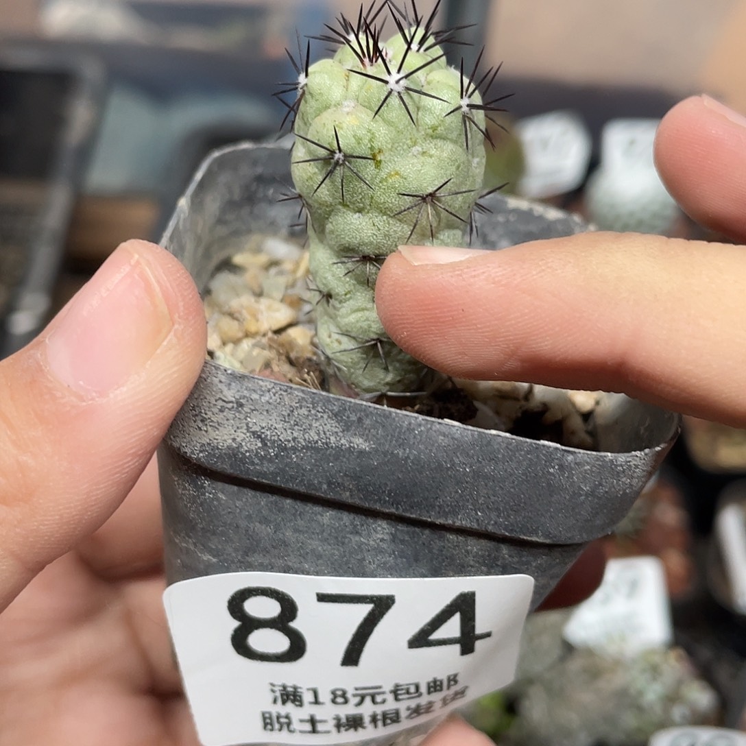 874帝王丸仙人球植物