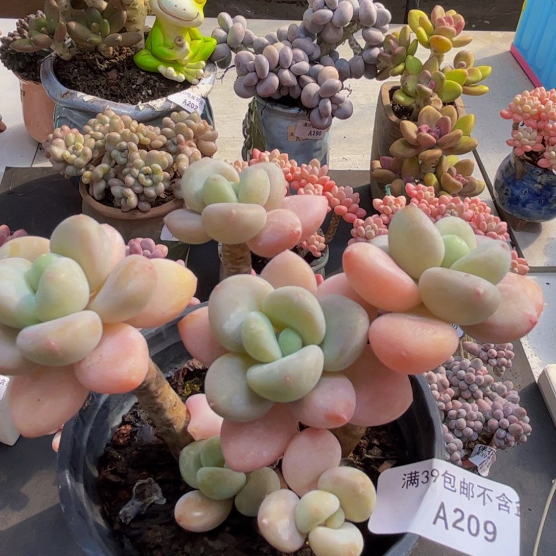 209/10cm香水洛神多肉