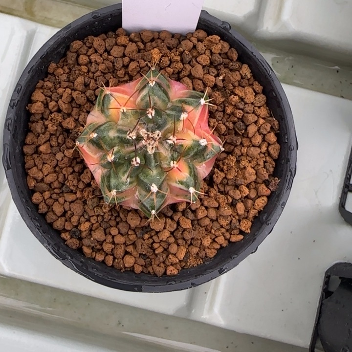 613-0206脱土发多肉