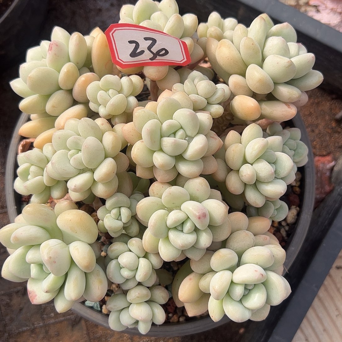 230号泡泡糖，一物一拍