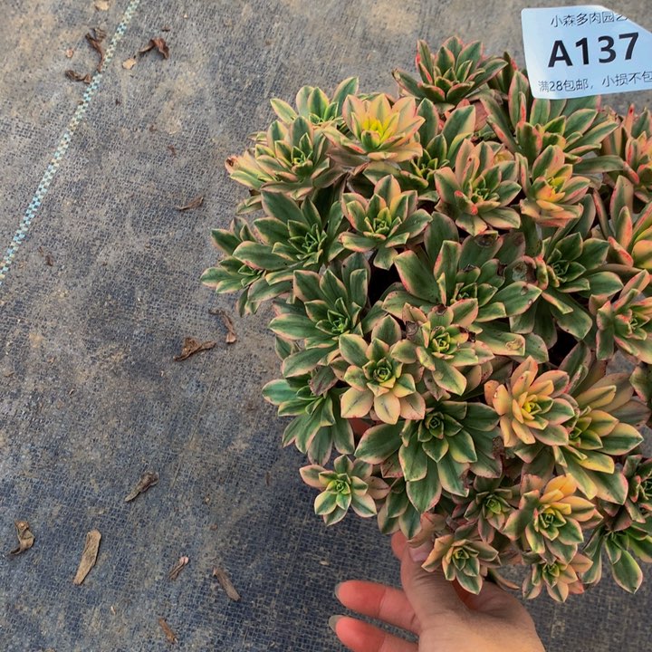 百**物甜茶法师137