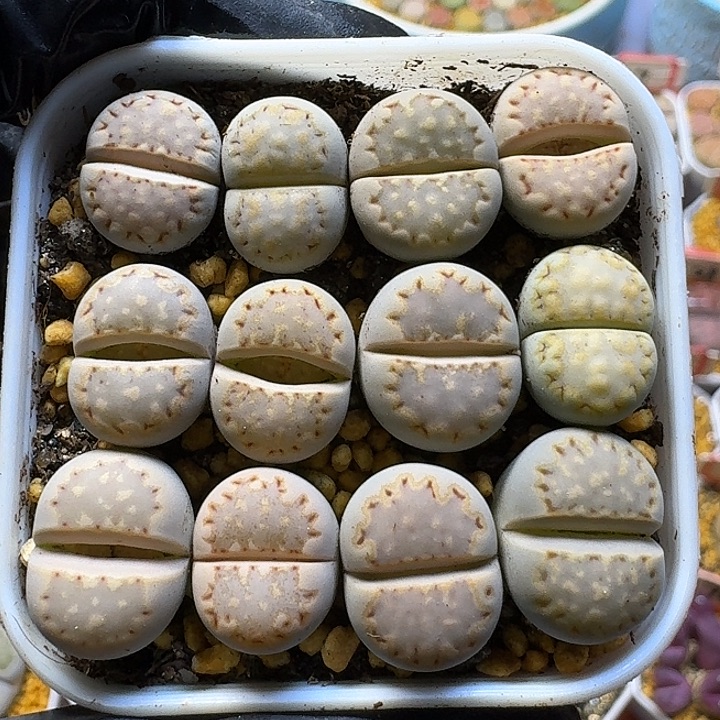 生石花111211。  117