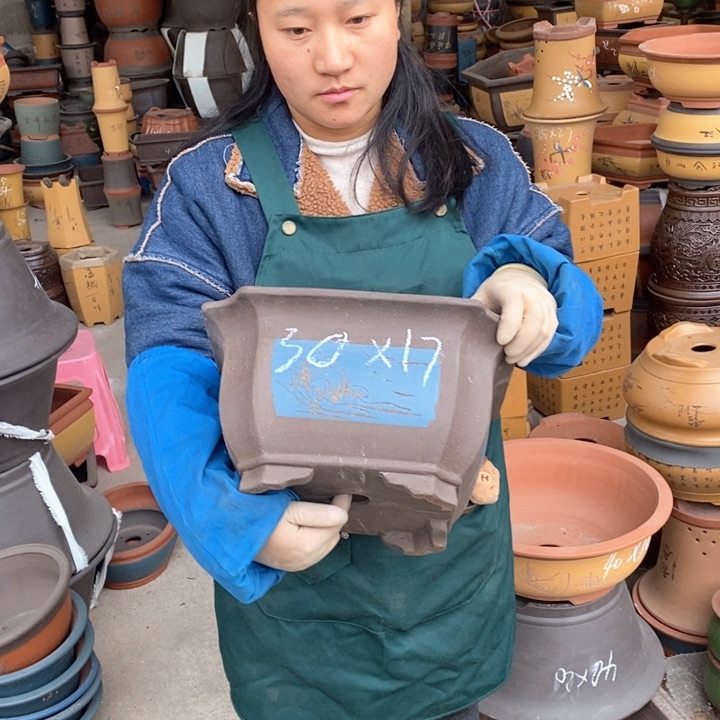 紫砂花盆盆栽花卉苗木种植