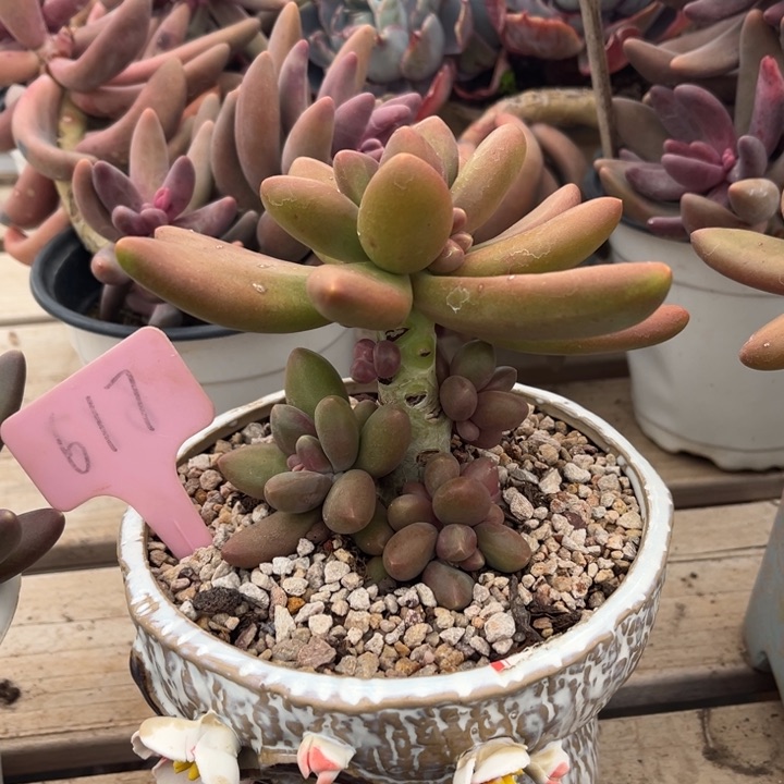 芒果奶多肉植物617