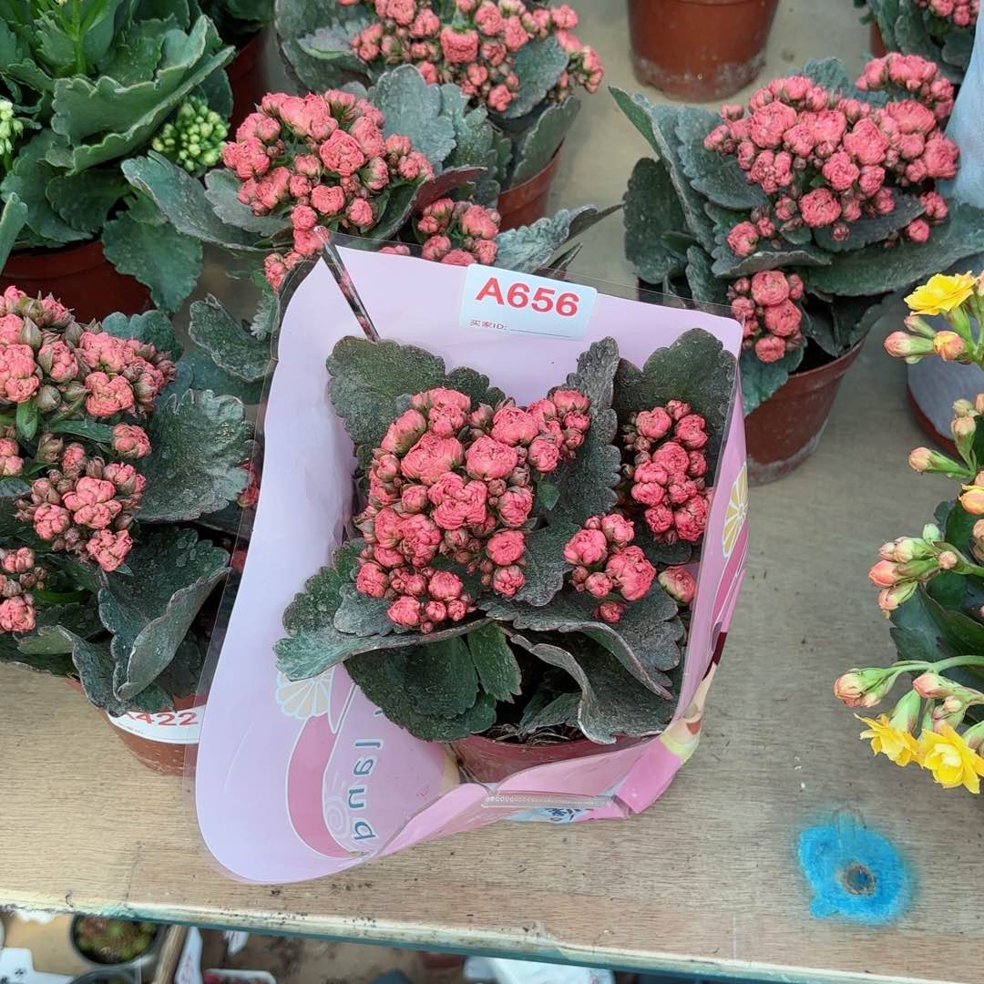 656牡丹台重瓣长寿花一颗