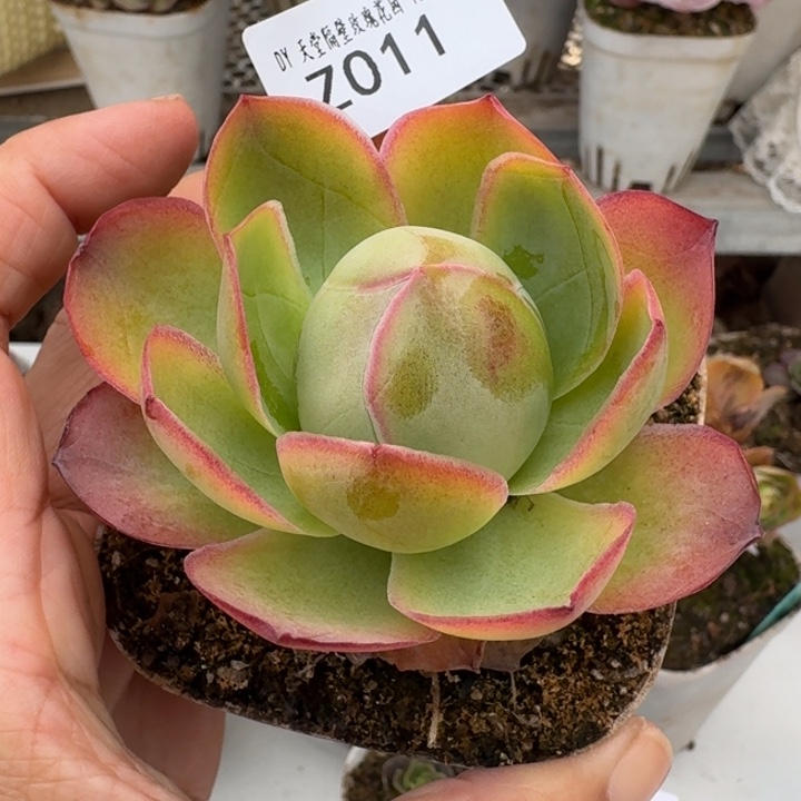 朱011。不知名包子