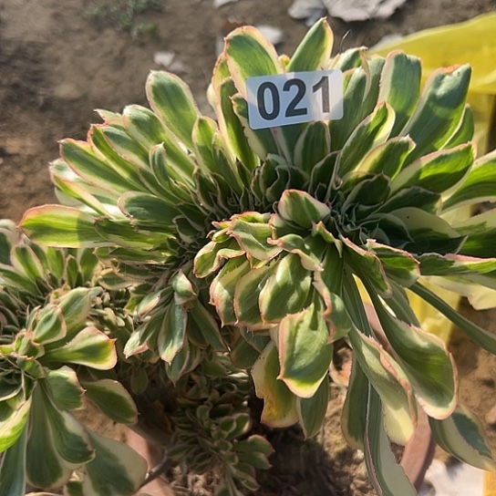 雯***子多肉植物一个燕子