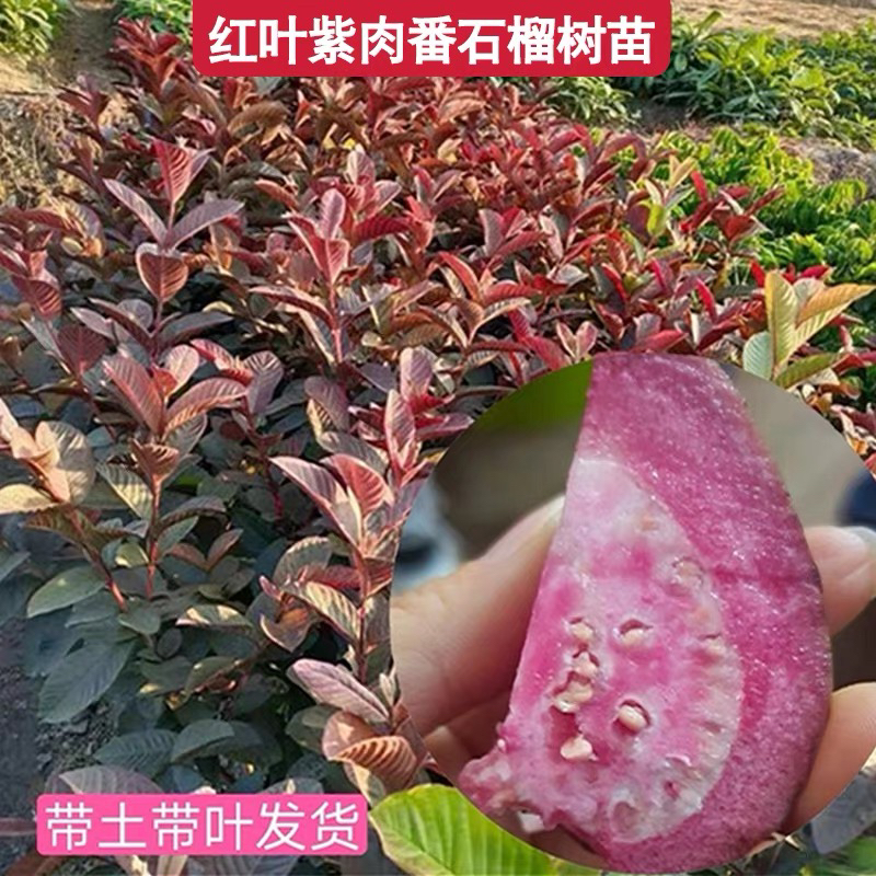 胭脂红树苗红皮红肉红心红叶番石榴苗嫁接苗盆栽苗南方果树苗四季