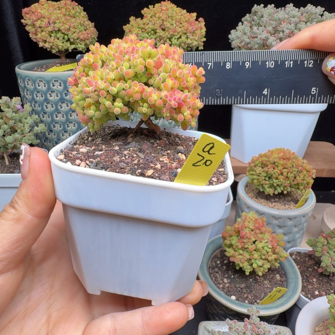 a20号蜜橘冠服6厘米左右