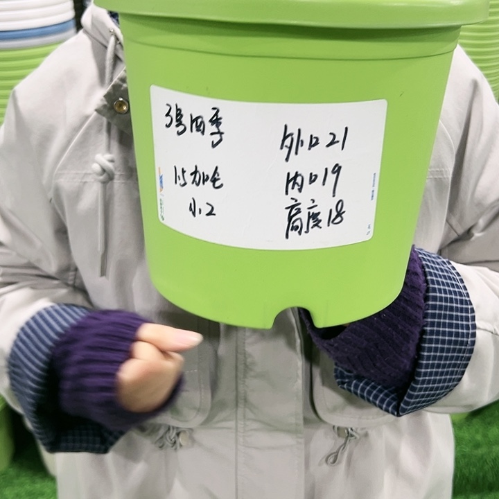 特价3号四季口21高18果绿色无托10只