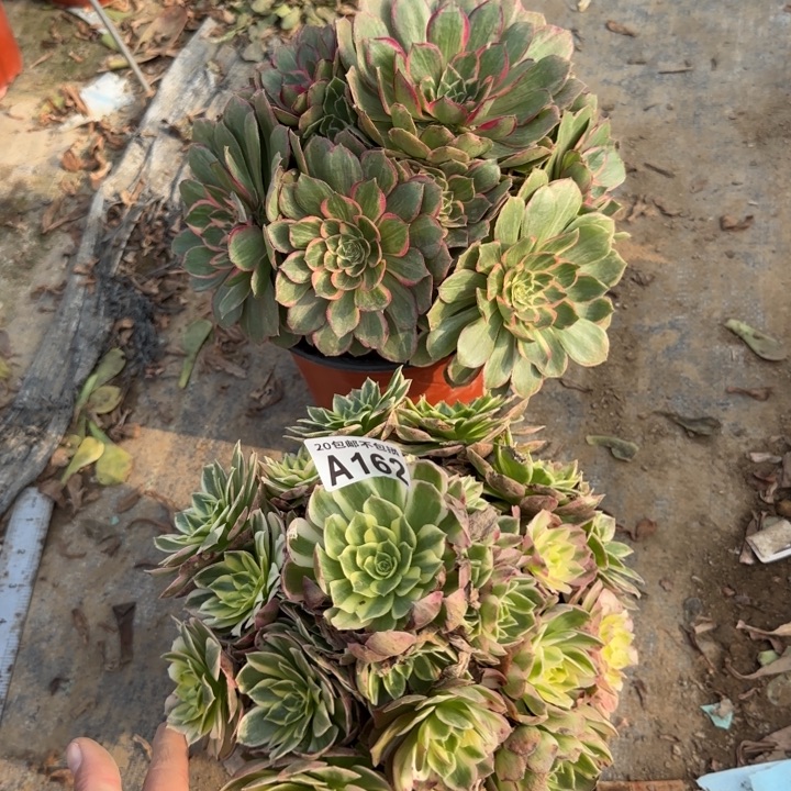 162号……2颗……多肉植物……