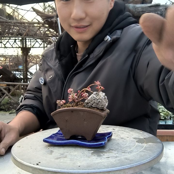 完***福小盆景小植物一物一拍7