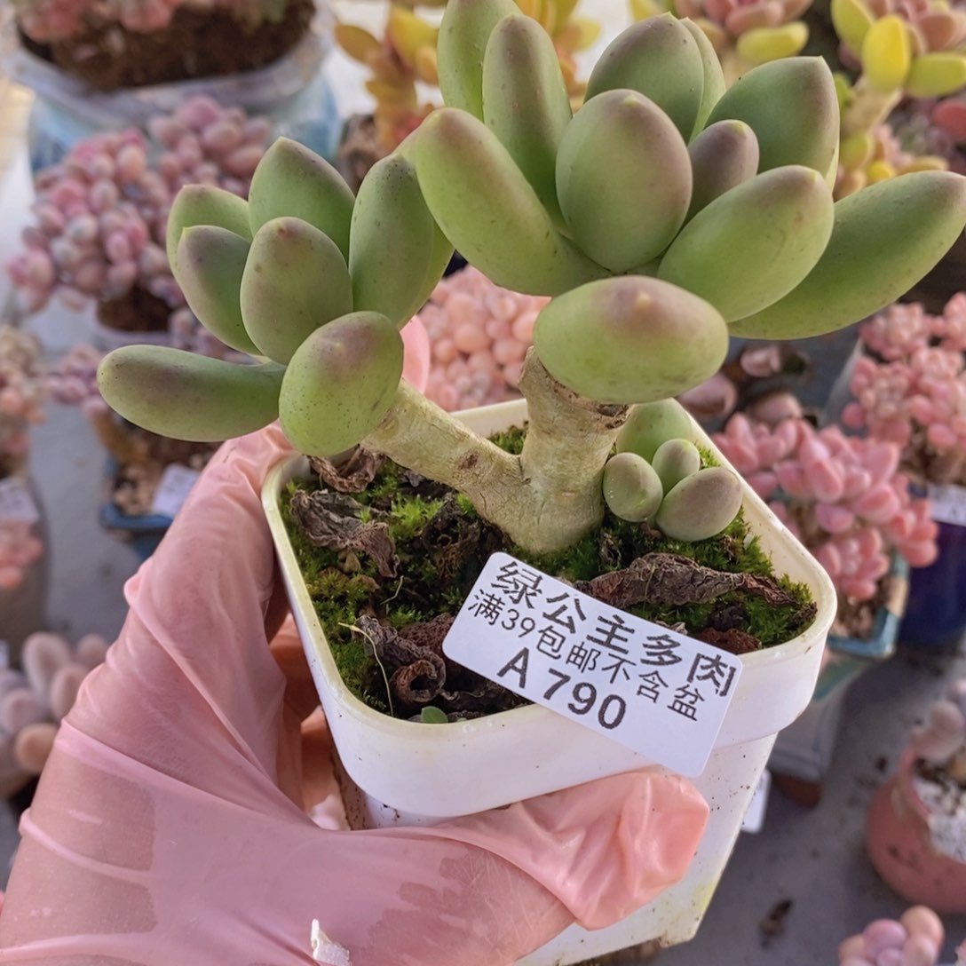 芒果奶10cm790多肉