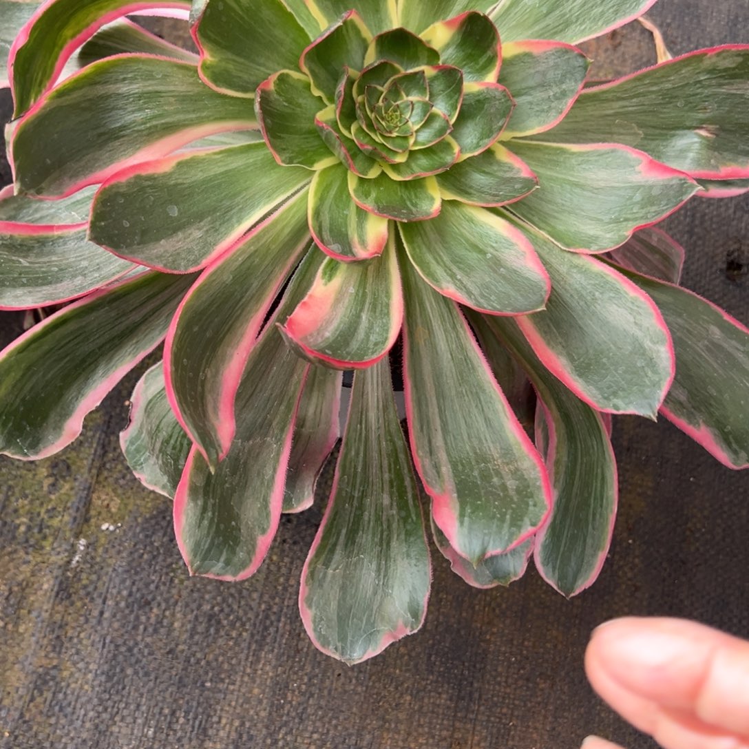 面***厚23恶魔之眼多肉椅子