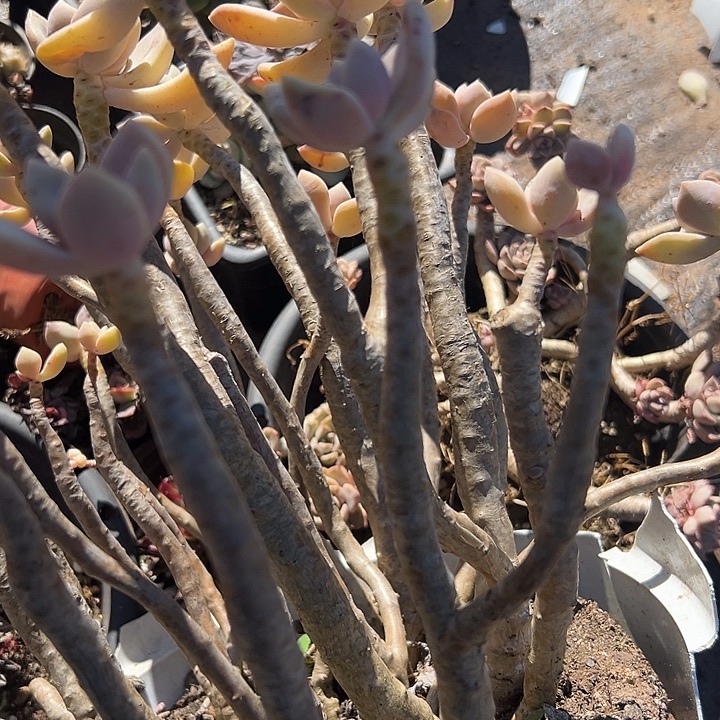 超大东美人运费。                         