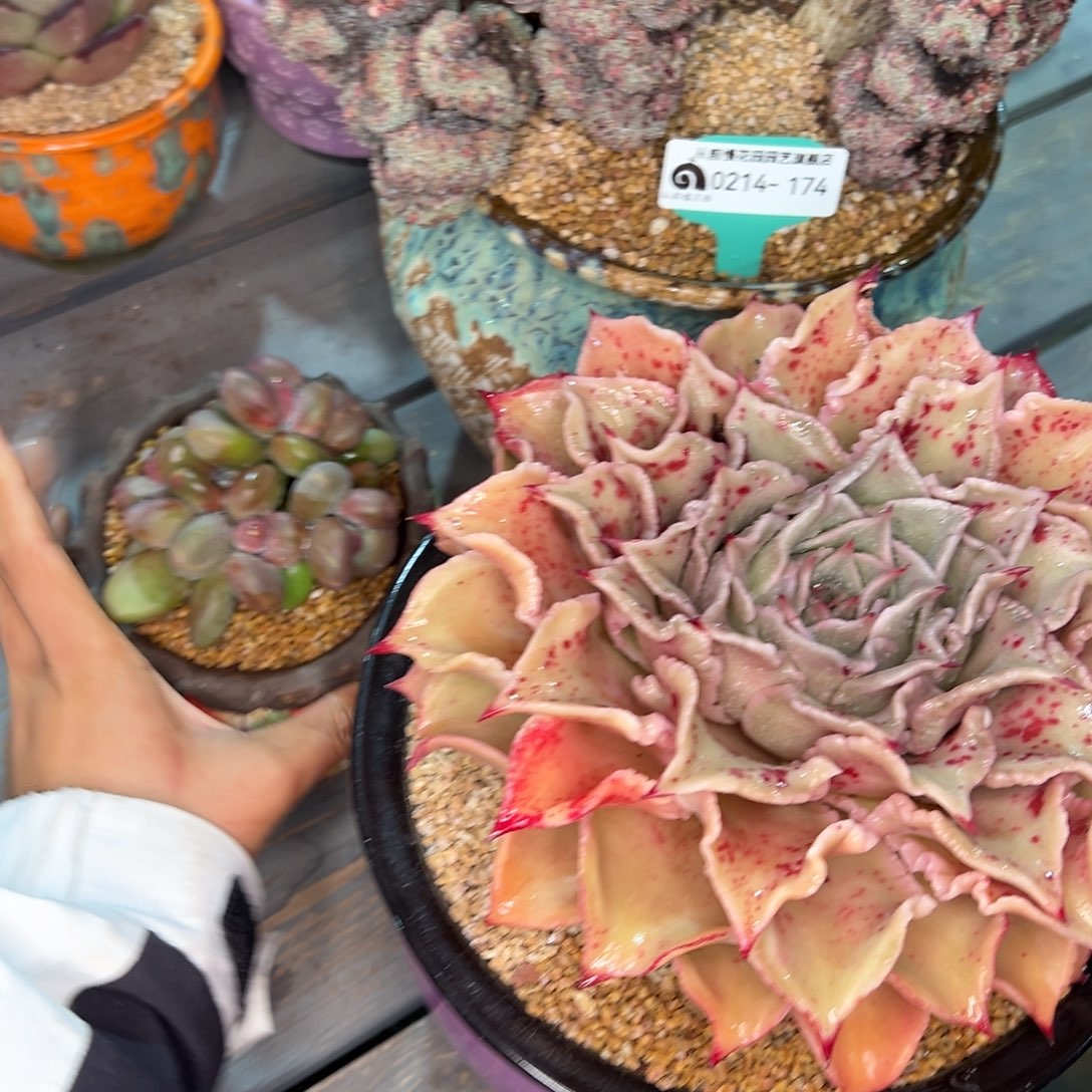 从前慢多肉精选编号0214.174三个