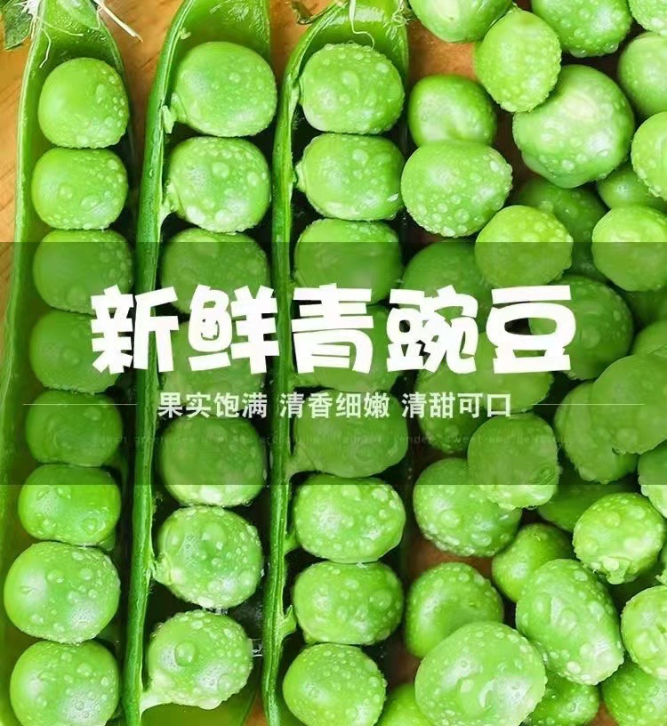 现摘老品种软糯豌豆