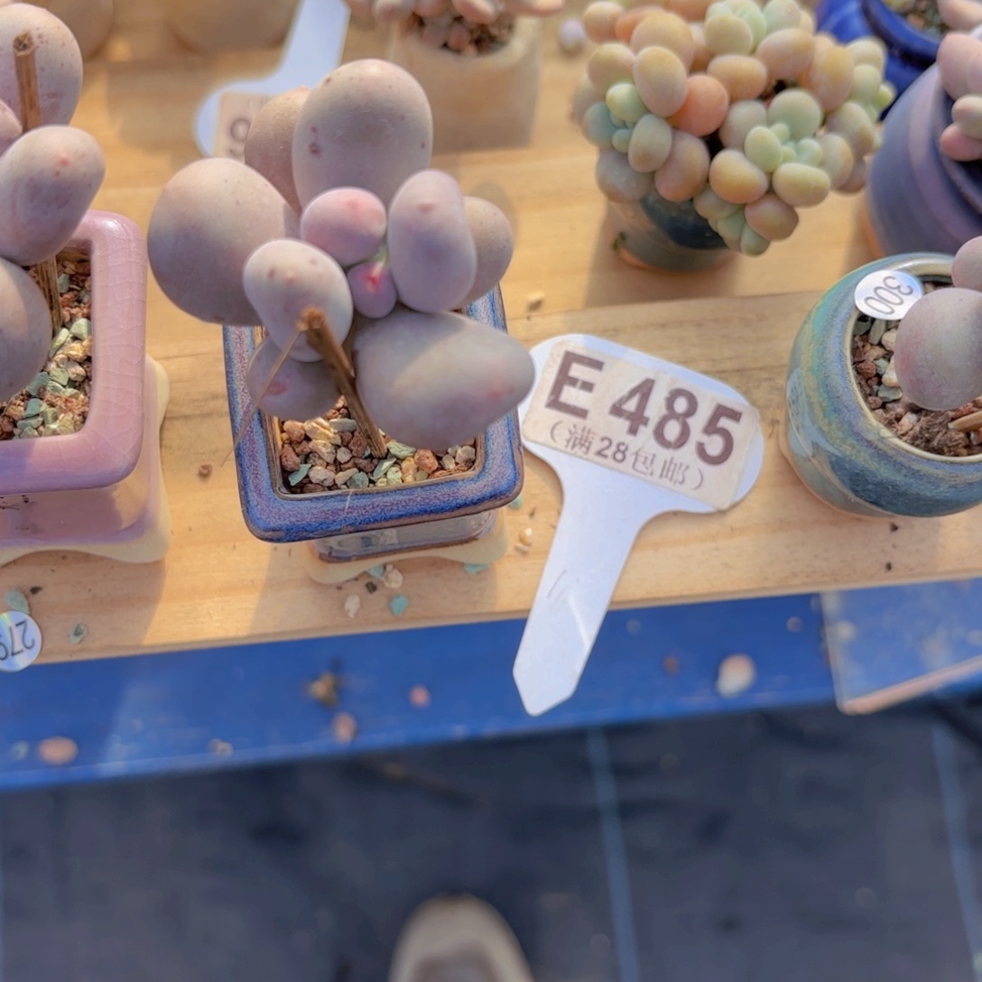 E485Mike奶一物一拍