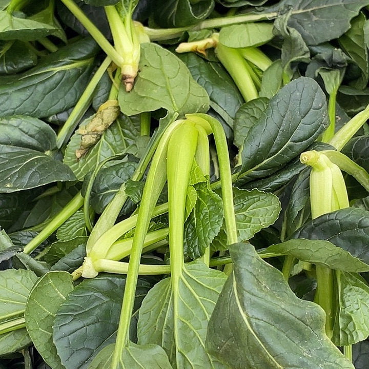 中国大陆农家的小黑菜二斤