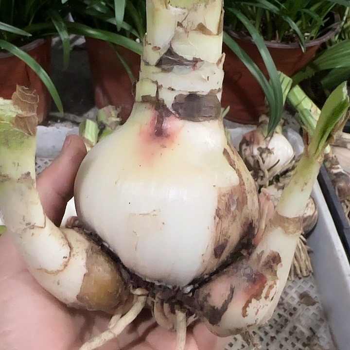 多多7cm带2测，裸球发