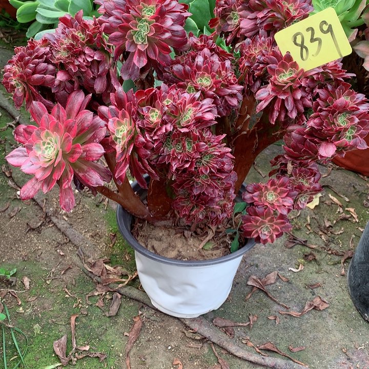 839安娜缀多肉一物一拍～