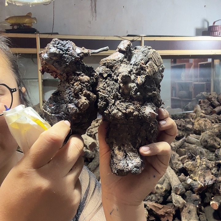 狗***根火琉璃的故事是一个人的