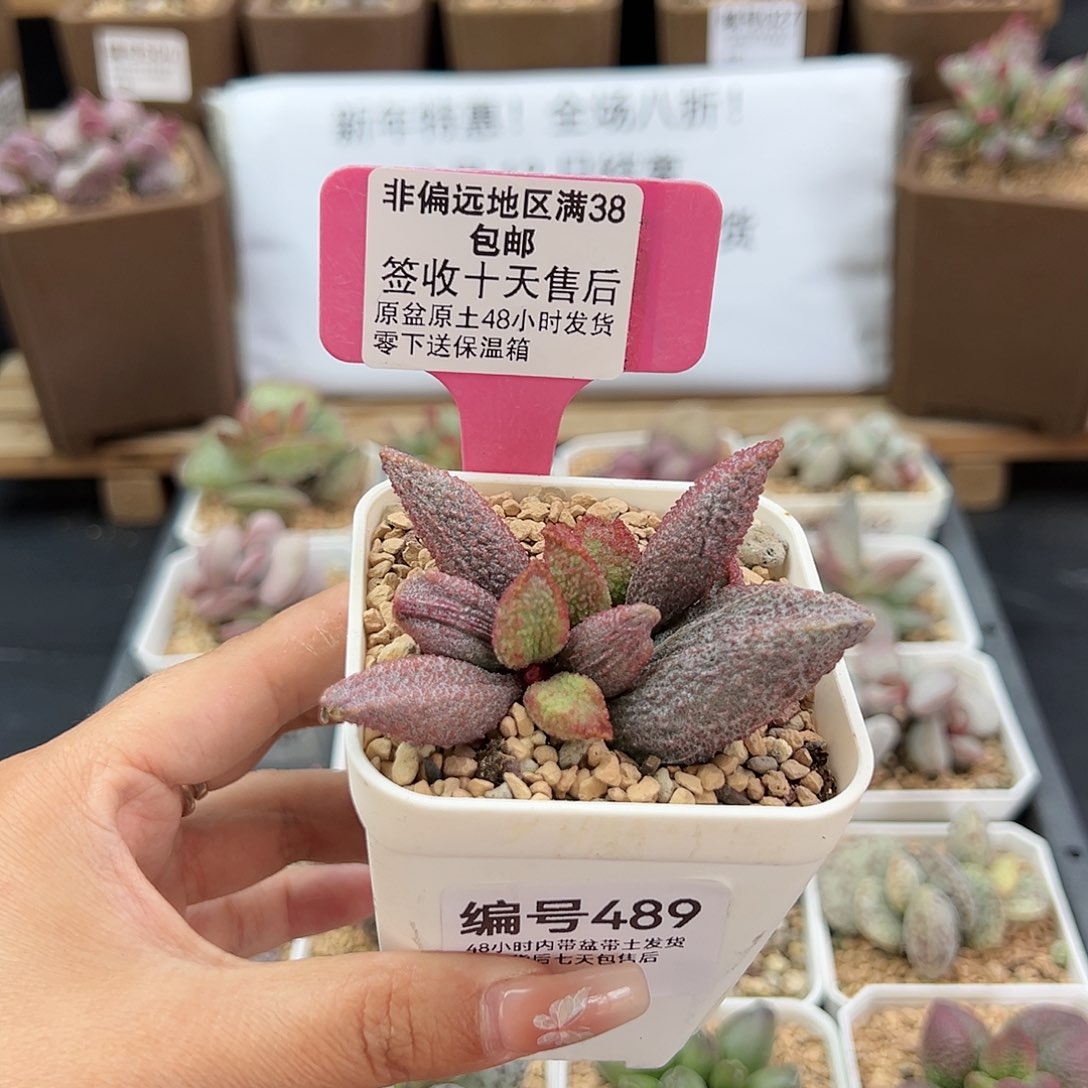 489猪舌多肉植物