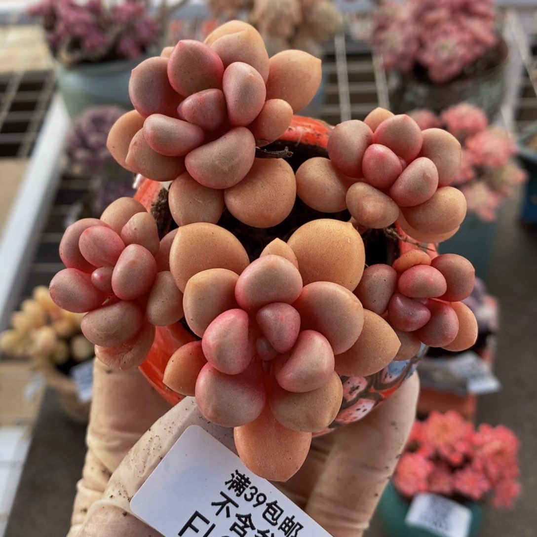 先锋派021/7cm的肉