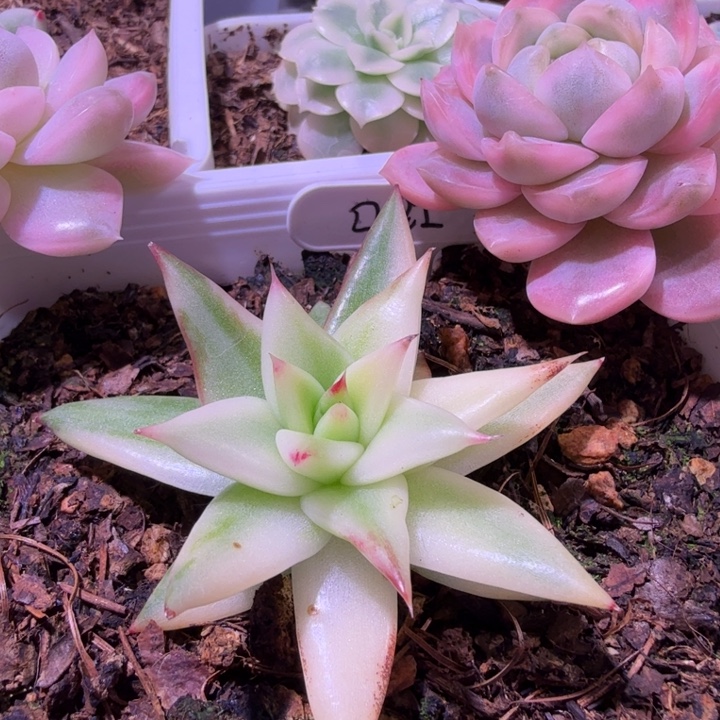 口红锦精品多肉植物