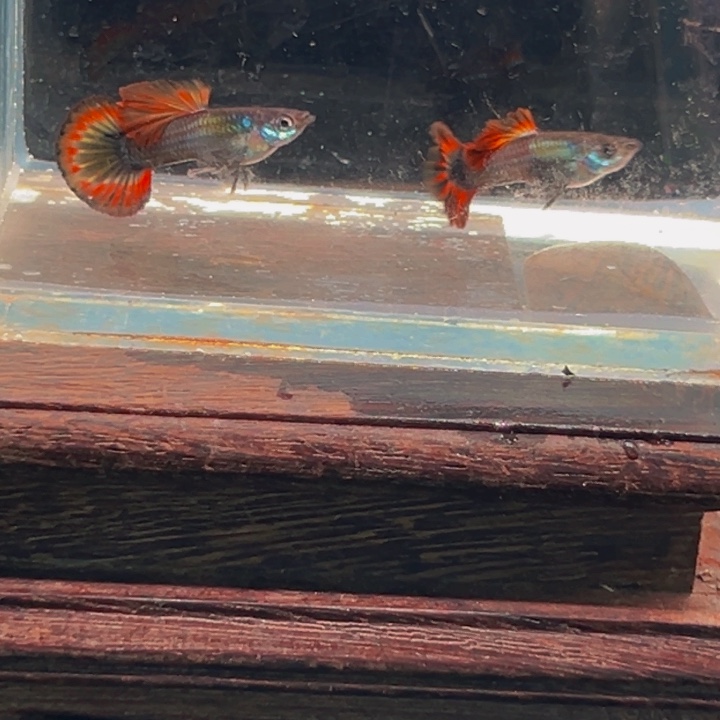 孔雀鱼白金小圆尾俩对