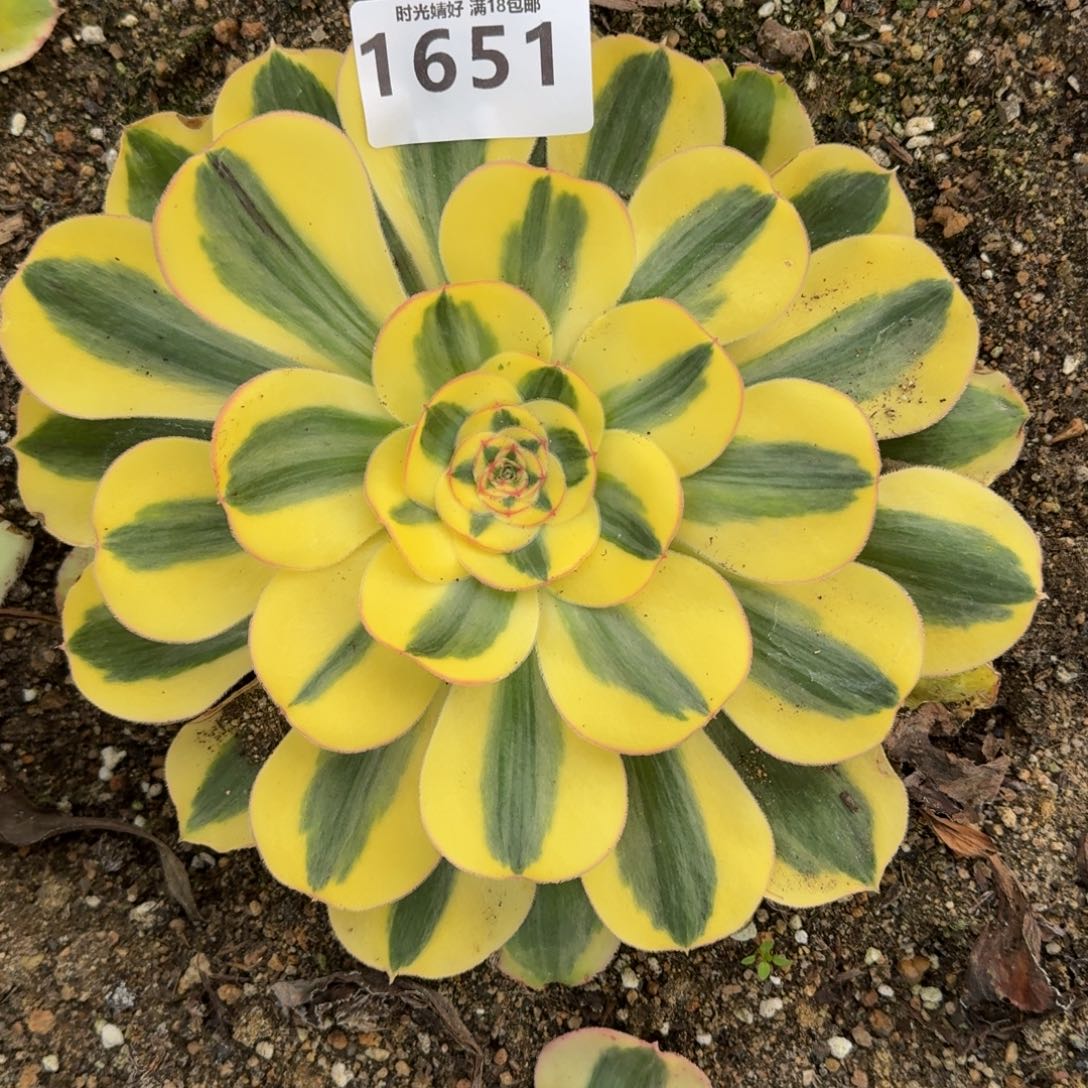 1651君美丽锦多肉植物