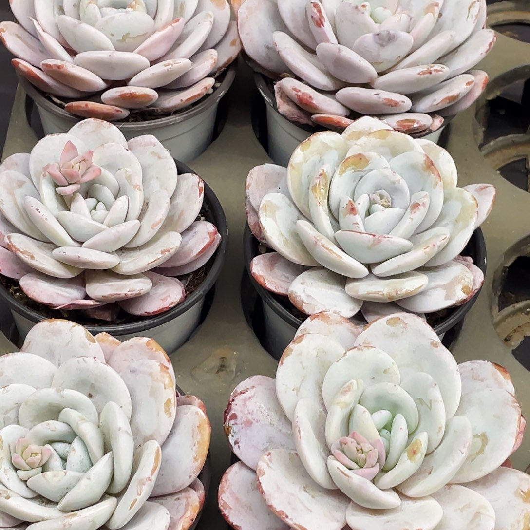 单头不带杆雪茶一颗