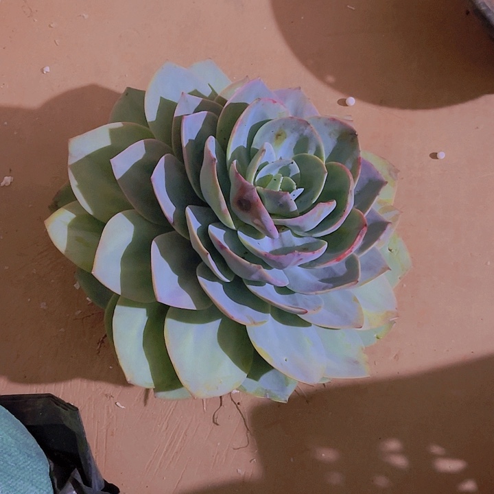 血风一一无一拍111112