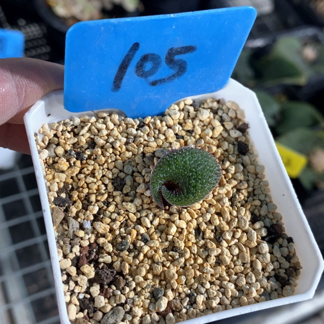 毛叶立金花多肉植物