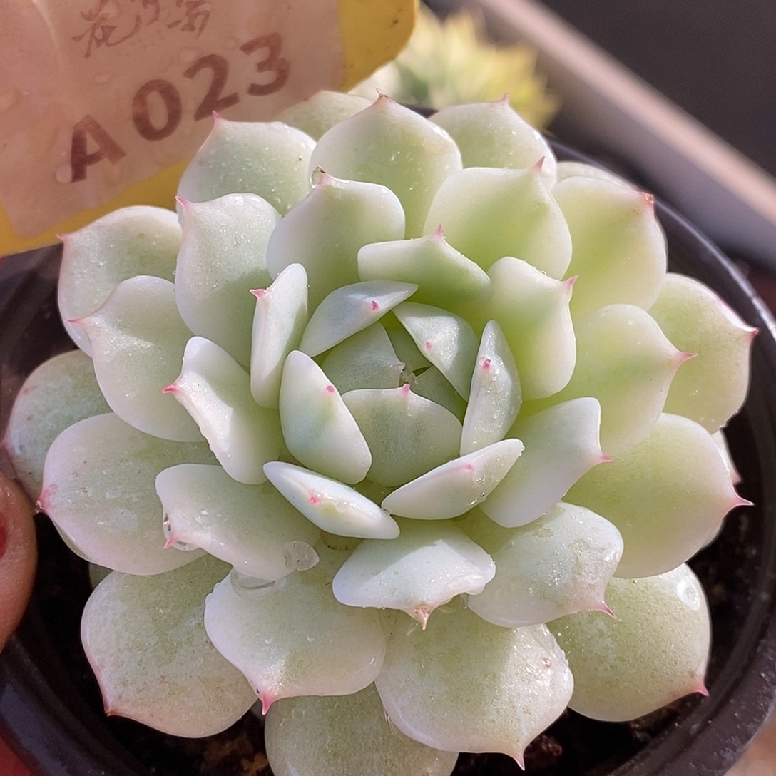 023静夜哈哈哈哈哈哈看