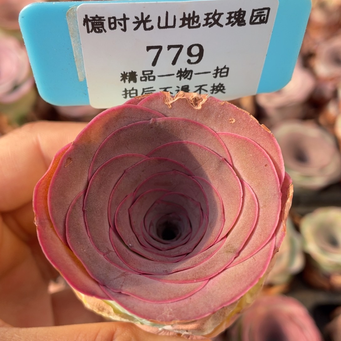 山地玫瑰779裸根发货不售后