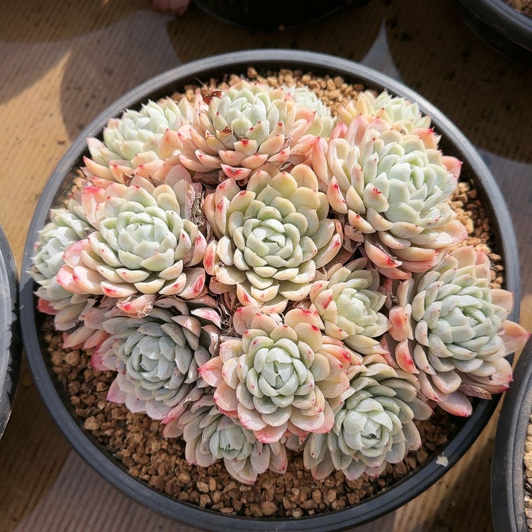 墨西哥雪球98             肉