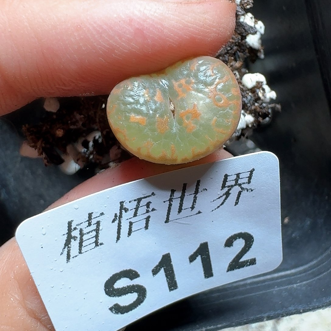 112号多肉植物哇f g