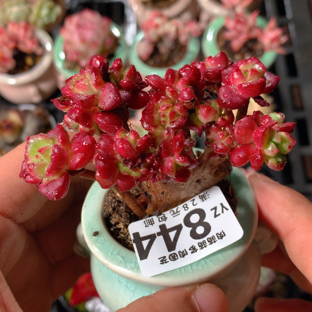 5CM拇指盆精控多肉YZ844