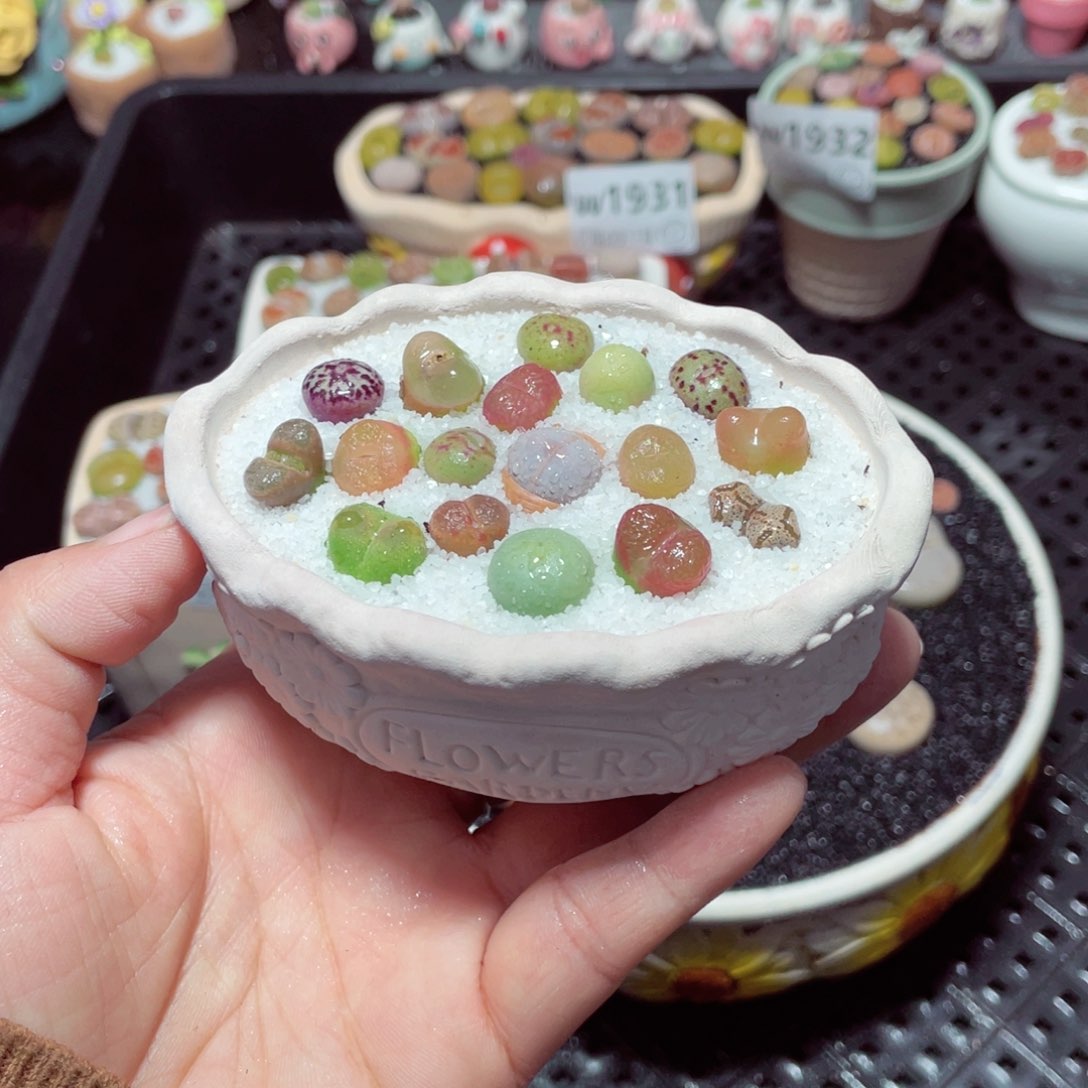 w1936 带盆土发货-零下地区拍保温箱