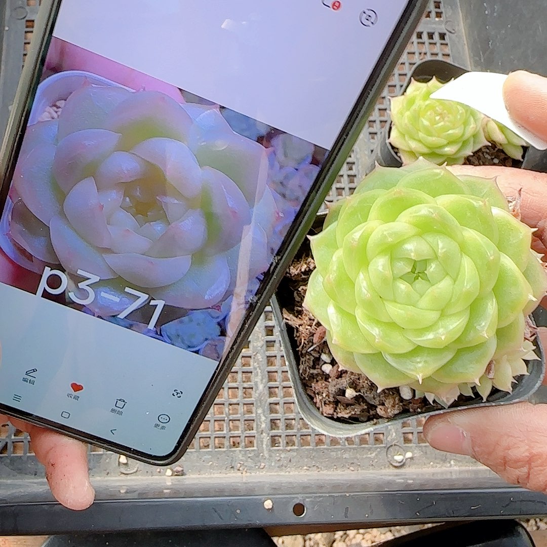 霜***霜1209-43（p3-71）优选多肉